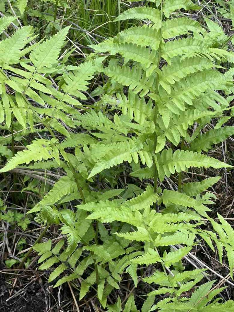 溪边水蕨菜苗