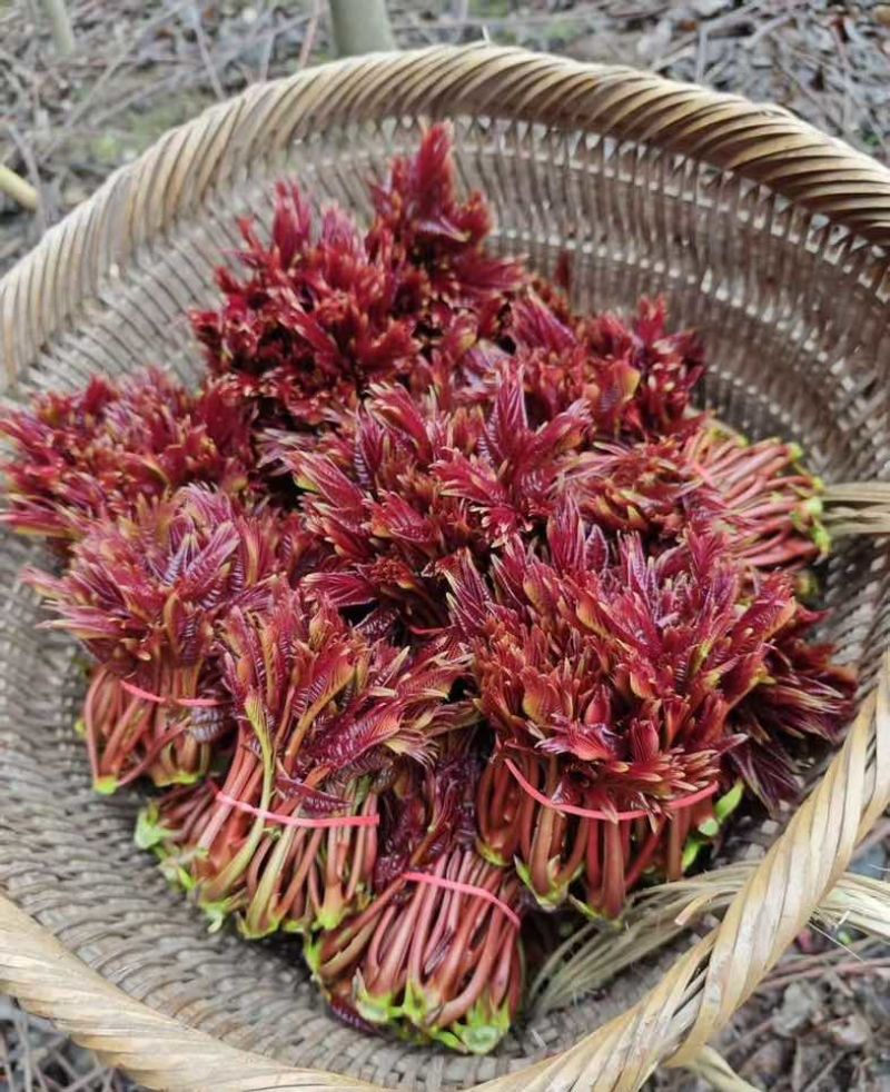 云南头茬红油香椿产地直供