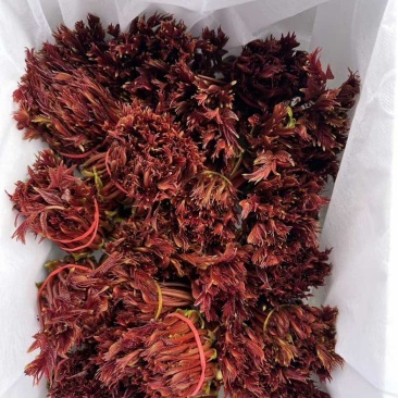 云南头茬红油香椿产地直供