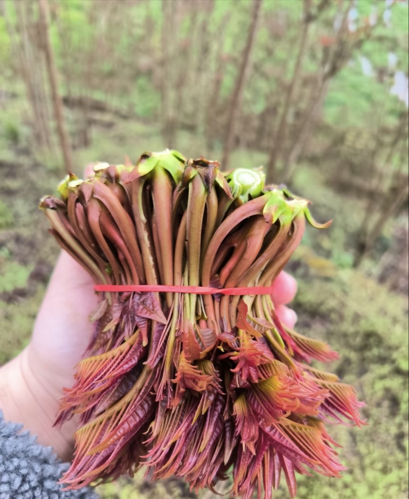 云南头茬红油香椿产地直供