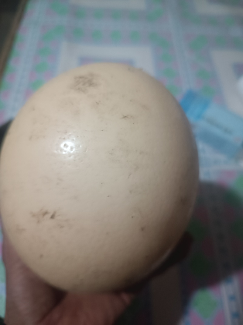 鸵鸟蛋。