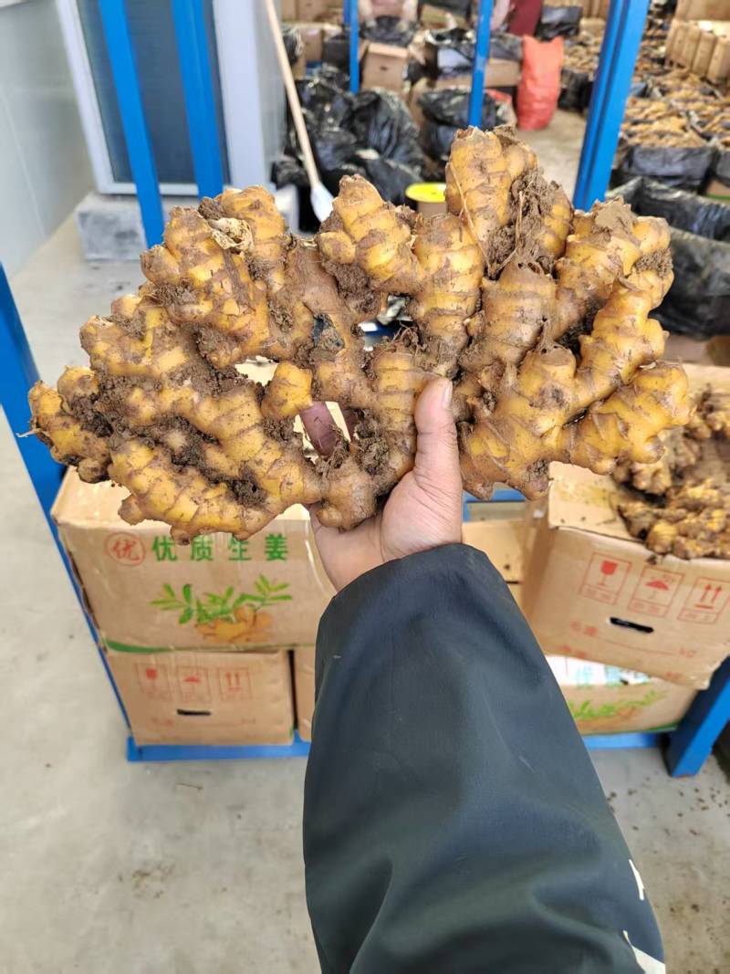 贵州二黄姜