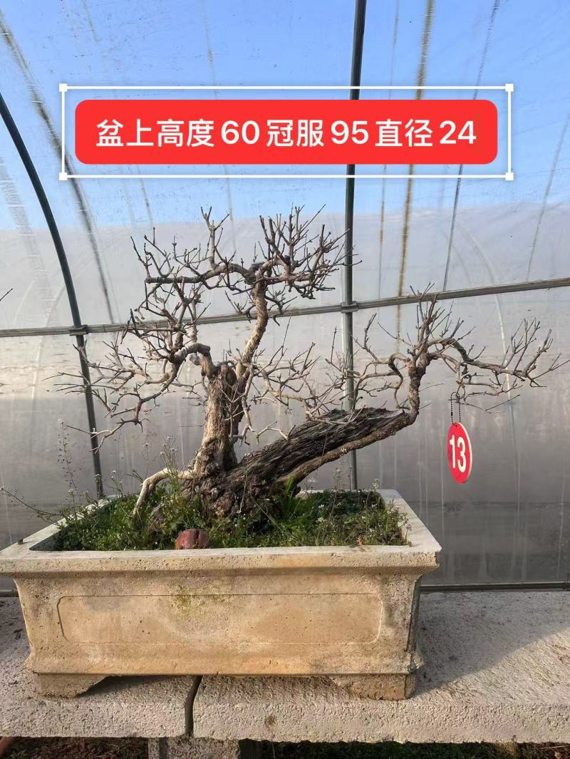 精品大红袍石榴盆景，基地直发
