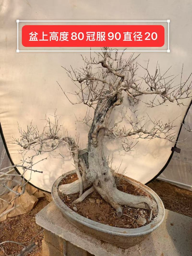 精品大红袍石榴盆景，基地直发