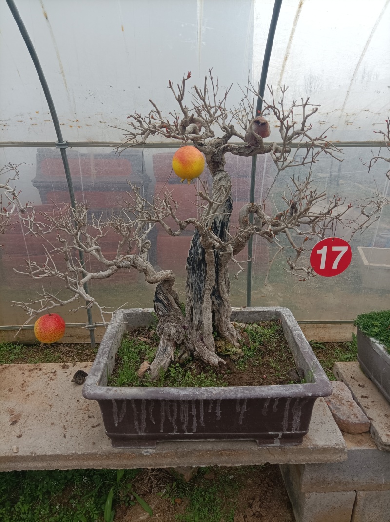精品大红袍石榴盆景，基地直发