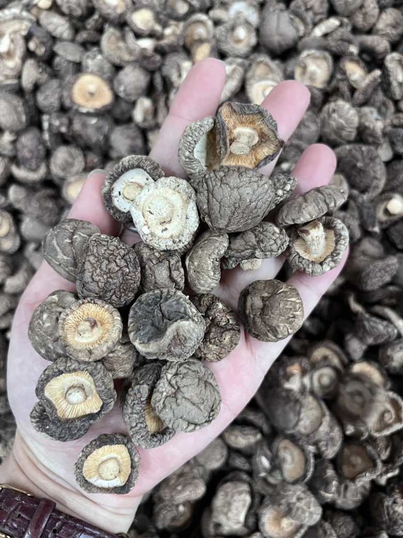批发东北香菇大中小凉拌炒菜关东煮麻辣烫香菇花菇量大价优