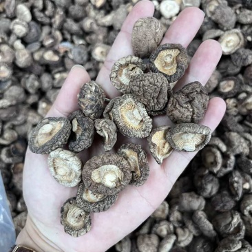 批发东北香菇大中小凉拌炒菜关东煮麻辣烫香菇花菇量大价优