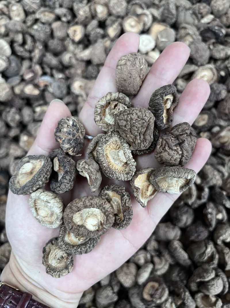 批发东北香菇大中小凉拌炒菜关东煮麻辣烫香菇花菇量大价优