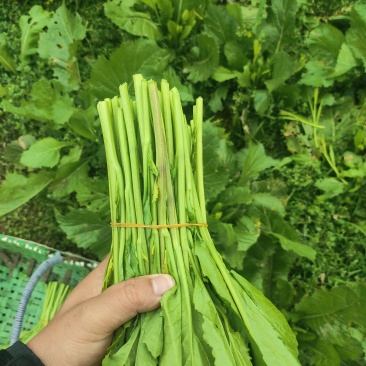 贵州辣辣菜