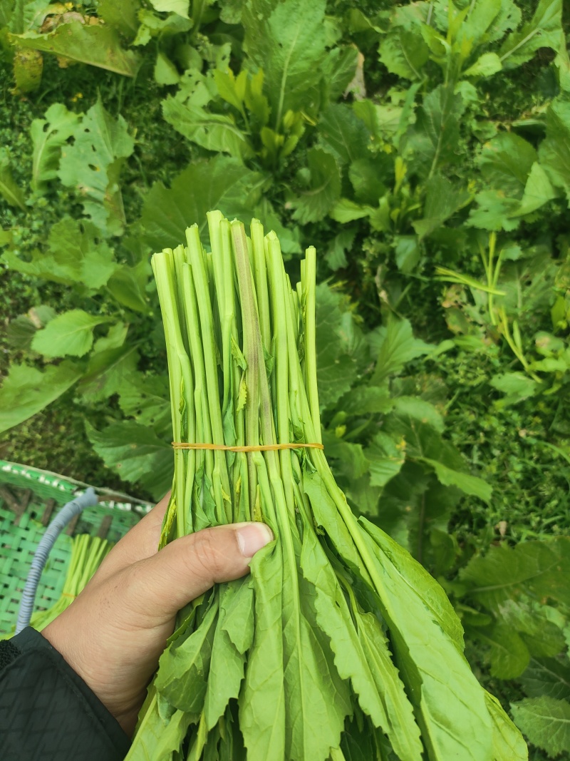 贵州辣辣菜