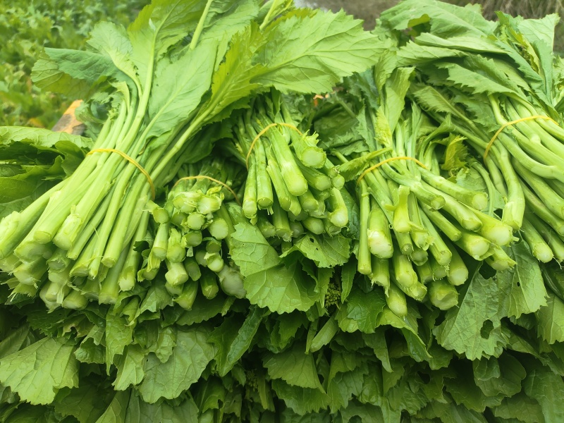 贵州辣辣菜