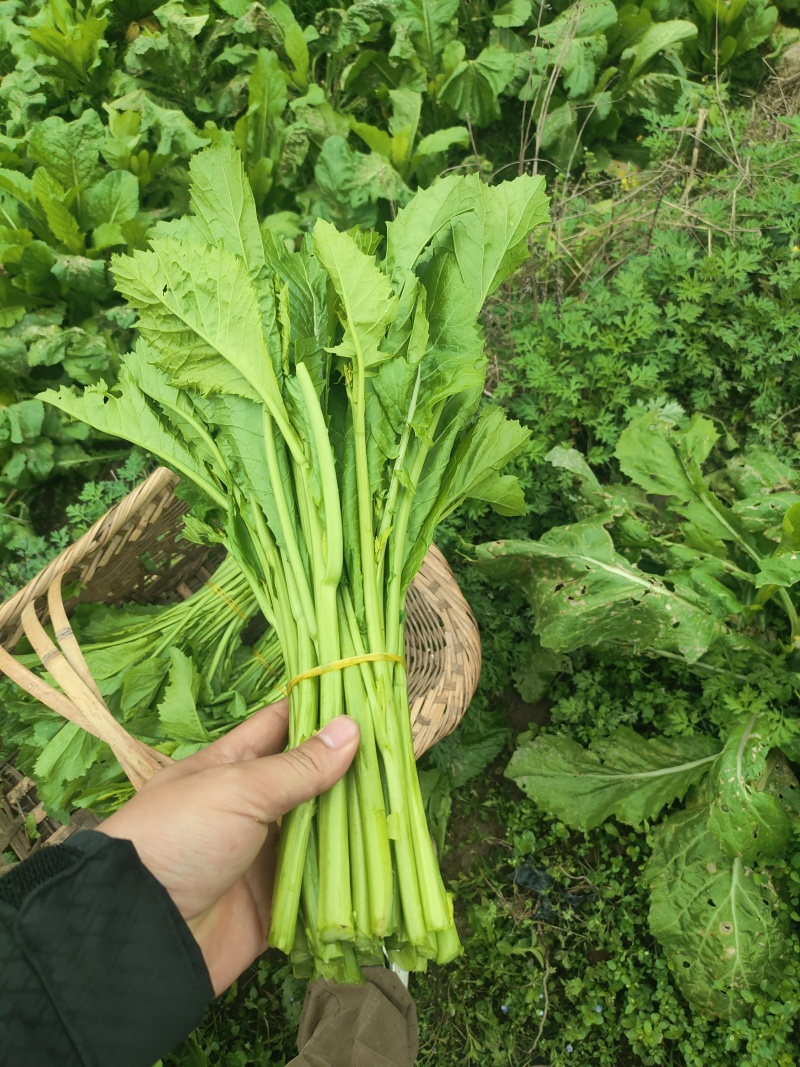 贵州辣辣菜