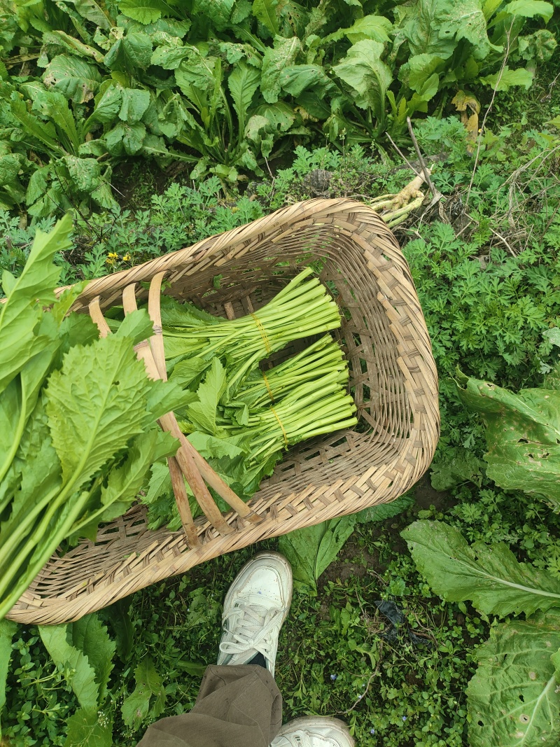 贵州辣辣菜