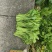 贵州辣辣菜