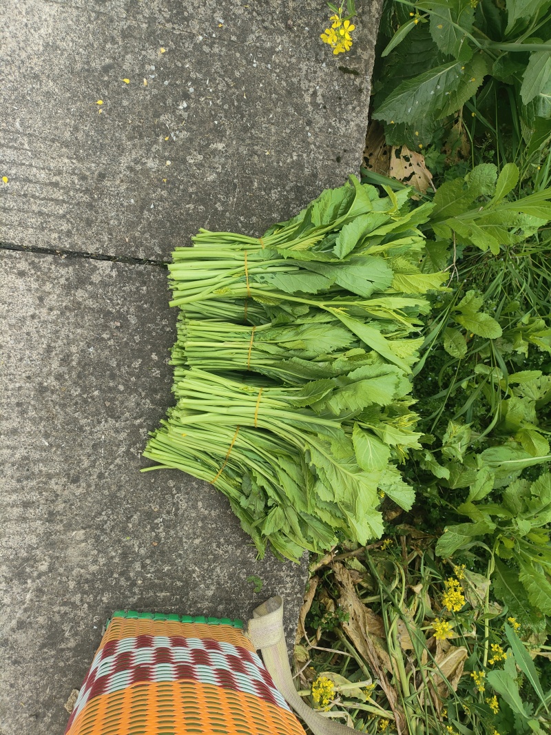 贵州辣辣菜