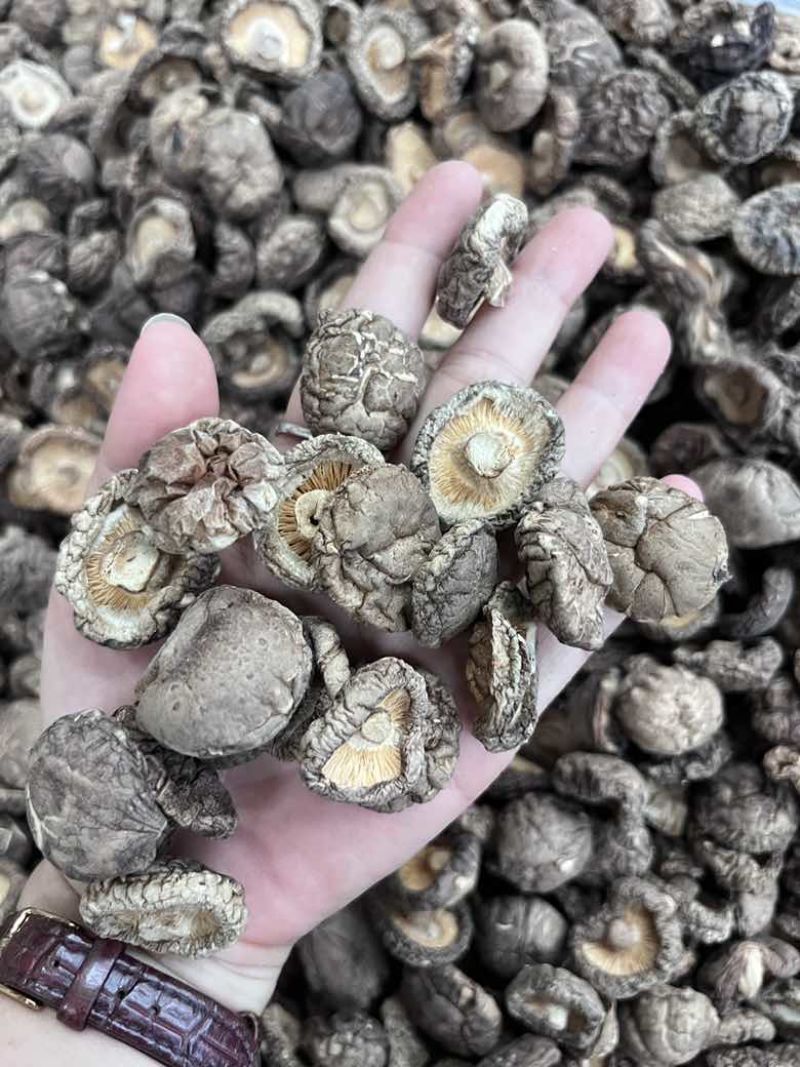 批发东北香菇大中小凉拌炒菜关东煮麻辣烫香菇花菇量大价优