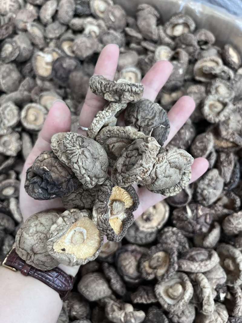 批发东北香菇大中小凉拌炒菜关东煮麻辣烫香菇花菇量大价优