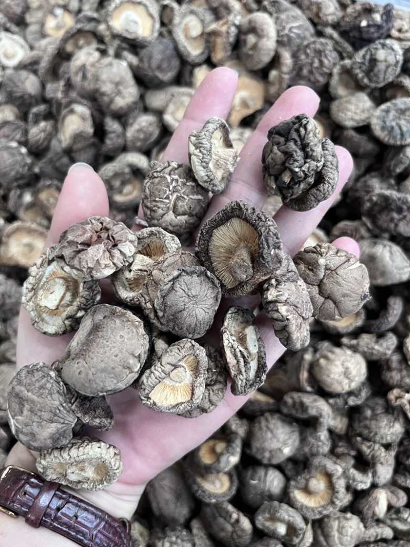 批发东北香菇大中小凉拌炒菜关东煮麻辣烫香菇花菇量大价优
