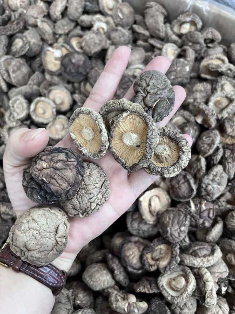 批发东北香菇大中小凉拌炒菜关东煮麻辣烫香菇花菇量大价优