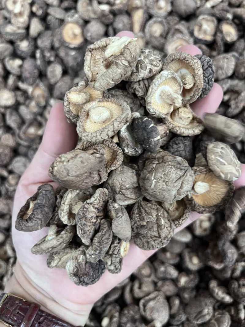 批发东北香菇大中小凉拌炒菜关东煮麻辣烫香菇花菇量大价优