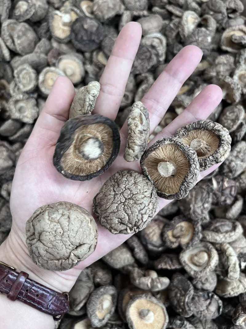 批发东北香菇大中小凉拌炒菜关东煮麻辣烫香菇花菇量大价优
