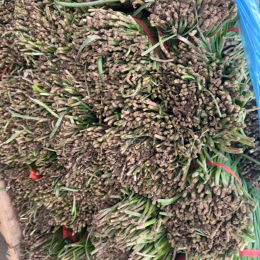 红根韭菜，头茬露天