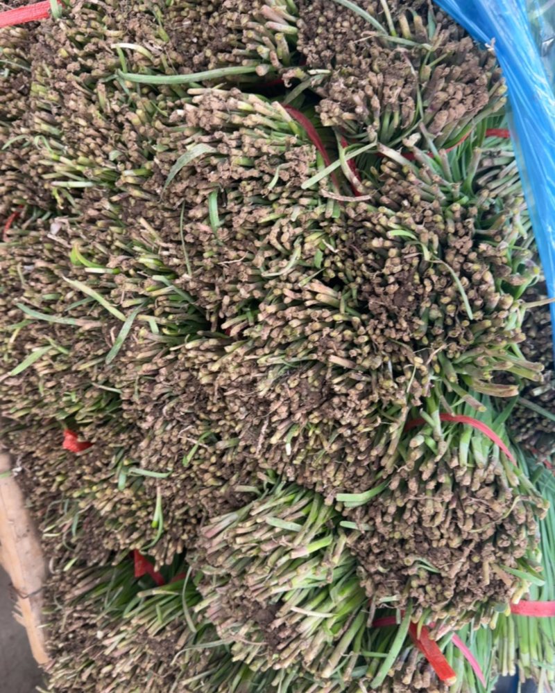 红根韭菜，头茬露天