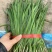 红根韭菜，头茬露天