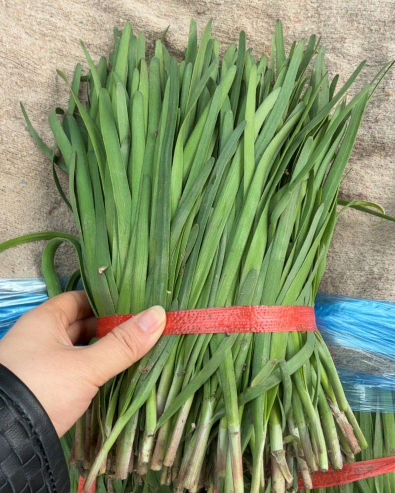 红根韭菜，头茬露天