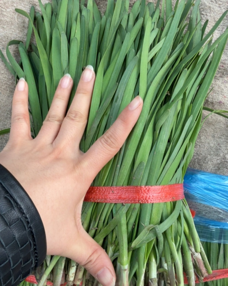 红根韭菜，头茬露天