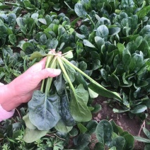 红根菠菜