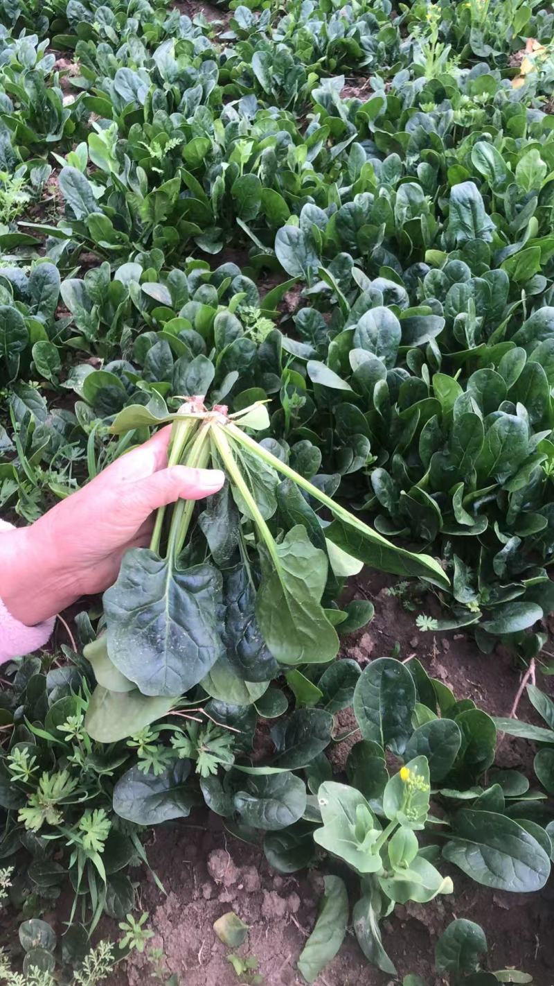 红根菠菜