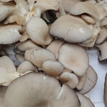 新鲜平菇
