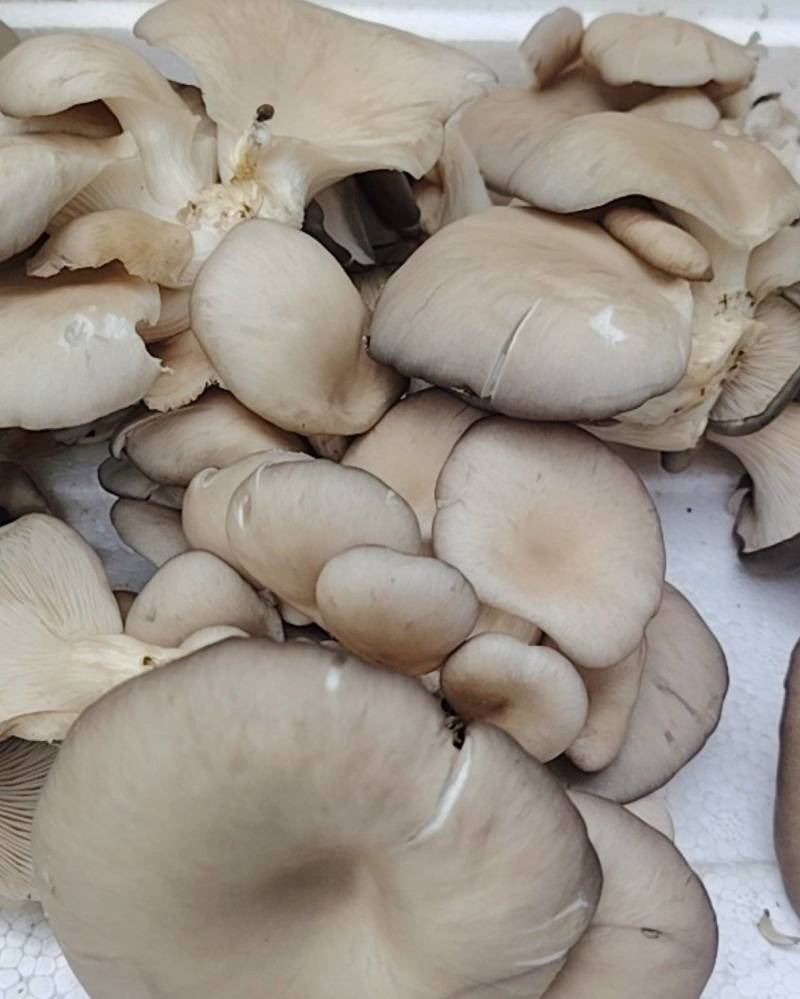 新鲜平菇