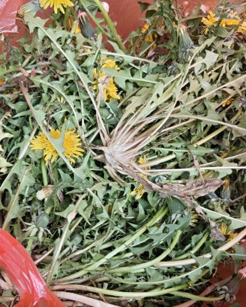 野生蒲公英