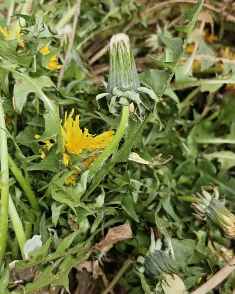 野生蒲公英
