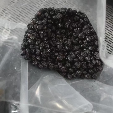 蓝莓干品质货大量现货，规格齐全，有需要的联系