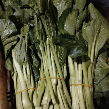 迟菜心