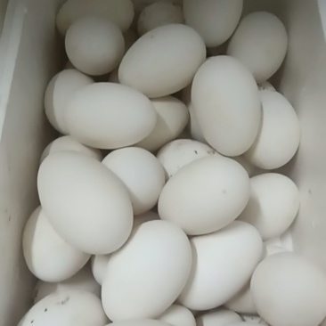 散养鹅蛋