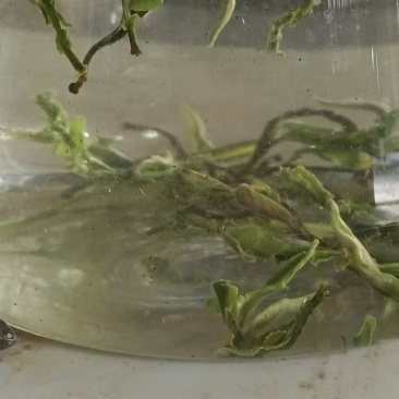茶叶普通加工