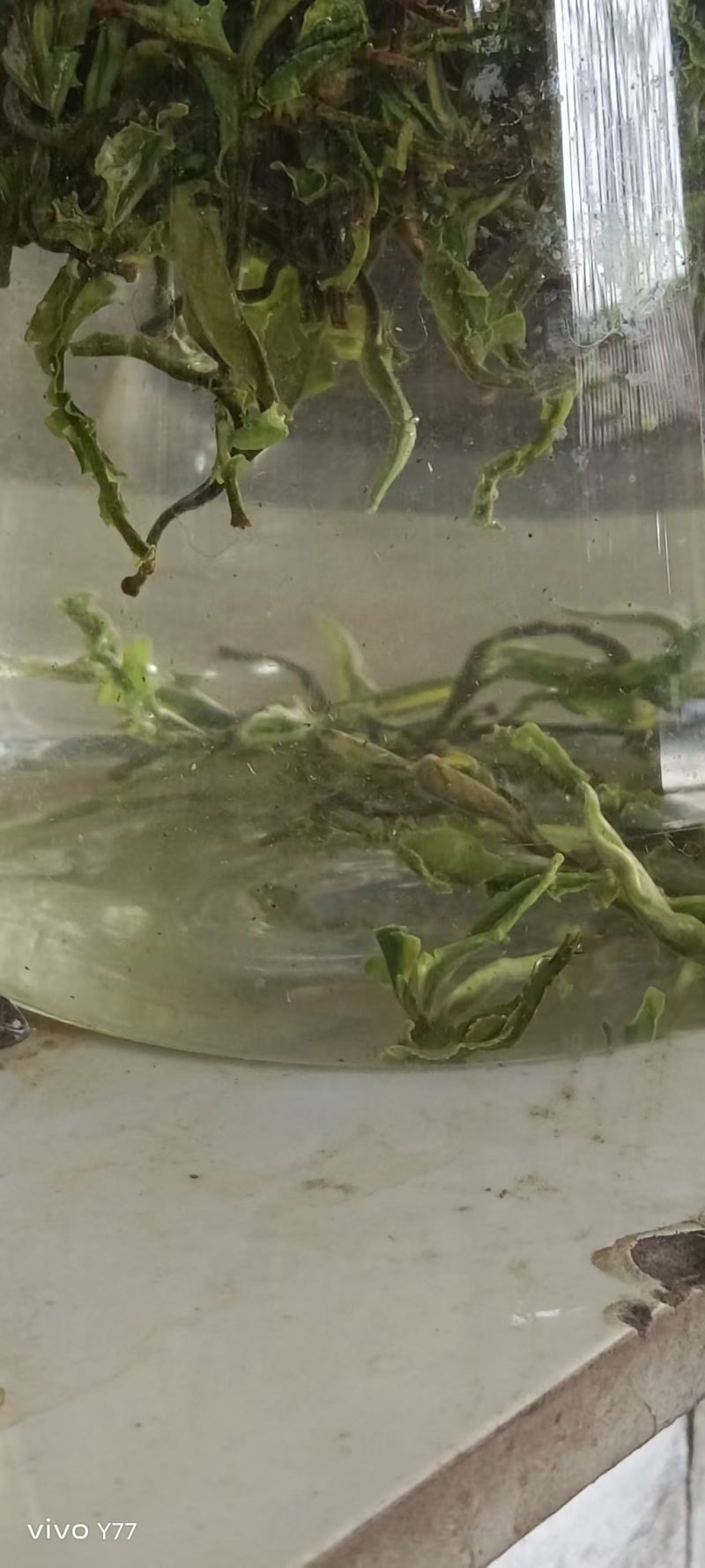 茶叶普通加工