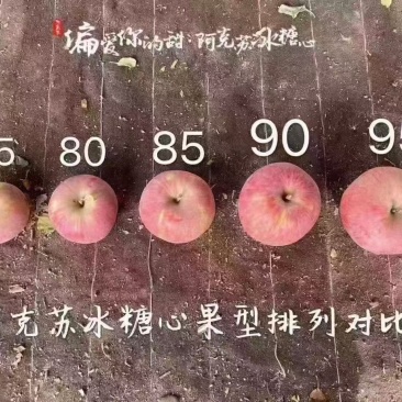 新疆阿克苏冰糖心苹果自家果园提前预定整车批发
