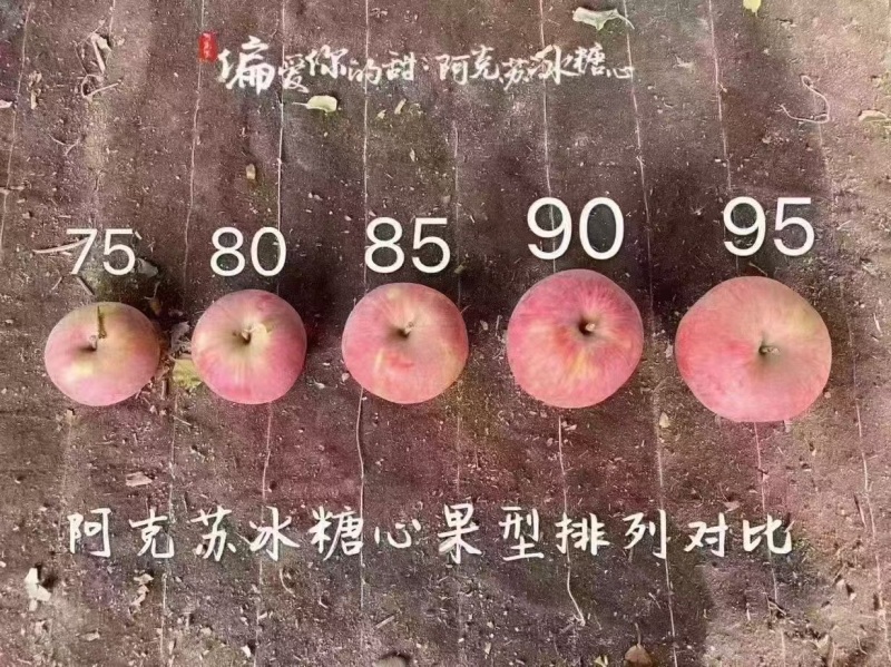 新疆阿克苏冰糖心苹果自家果园提前预定整车批发