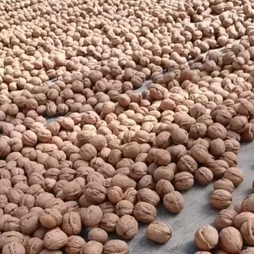 新疆阿克苏185纸皮核桃自家果园提前预定产地直供