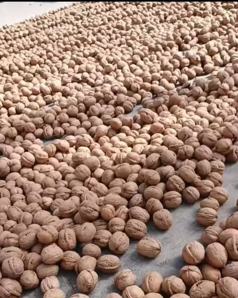 新疆阿克苏185纸皮核桃自家果园提前预定产地直供