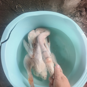 鹅