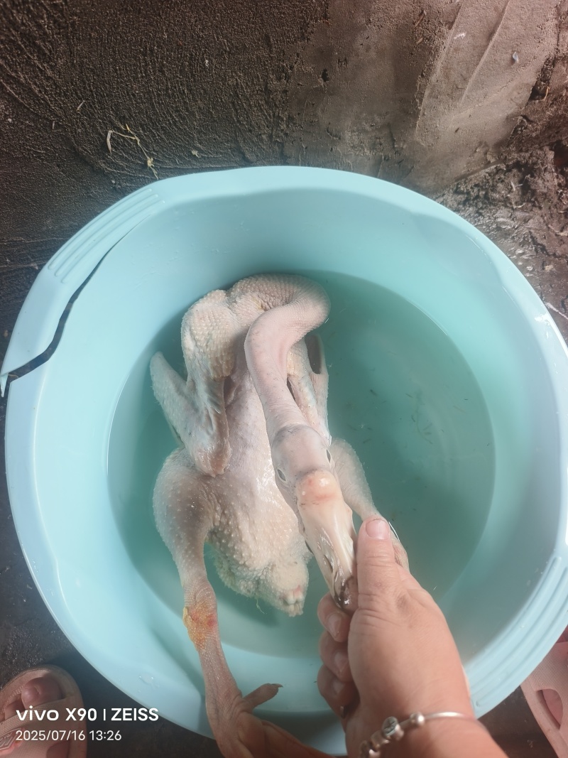 鹅