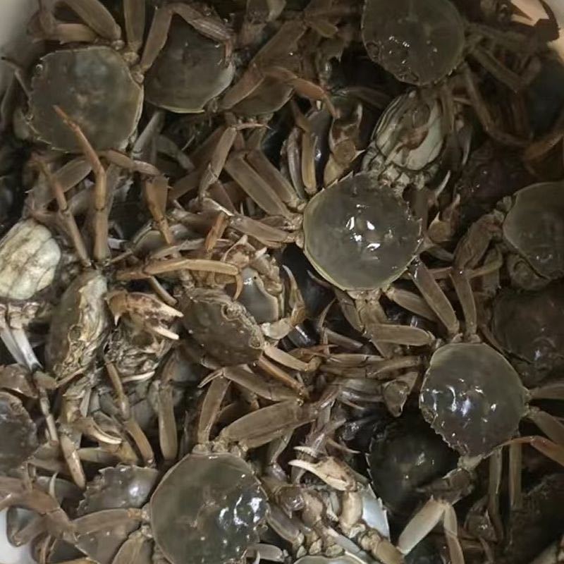 兴化红膏大闸蟹塘主自卖很优惠喜欢的可以对接