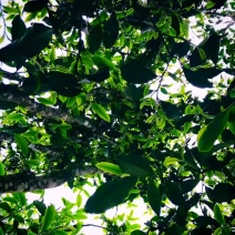 古树普洱茶