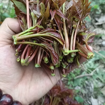 香椿芽